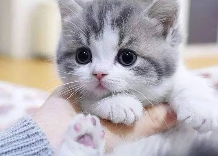 Munchkin kitten for sale Munchkin kitten for sale