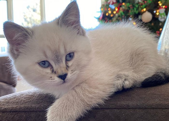 Munchkin kitten for sale Munchkin kitten for sale