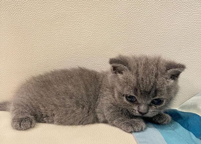 Munchkin Kittens for Sale Munchkin Kittens for Sale