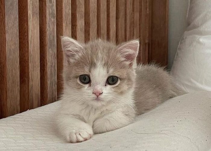Munchkin kitten for sale Munchkin kitten for sale