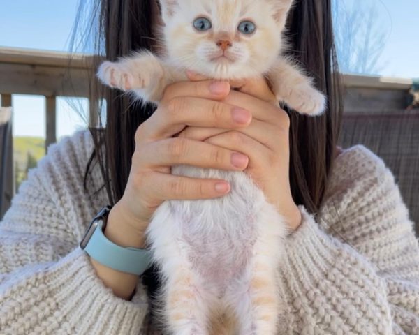 beanthemunchkincat_1665894624_2950060390198420672_54016735237 beanthemunchkincat_1665894624_2950060390198420672_54016735237
