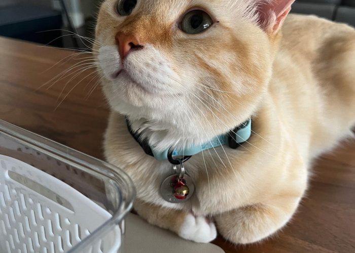 beanthemunchkincat_1692406190_3172455522297460854_54016735237 beanthemunchkincat_1692406190_3172455522297460854_54016735237