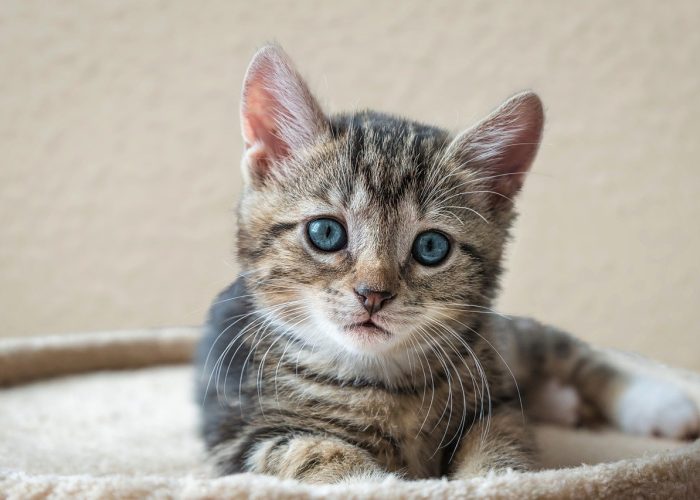 Munchkin kitten for sale Munchkin kitten for sale