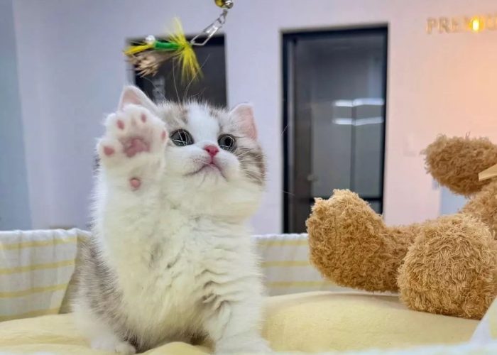 munckin_and_scottish_fold_kity_1720136138_3405071183192806231_64648991471 munckin_and_scottish_fold_kity_1720136138_3405071183192806231_64648991471