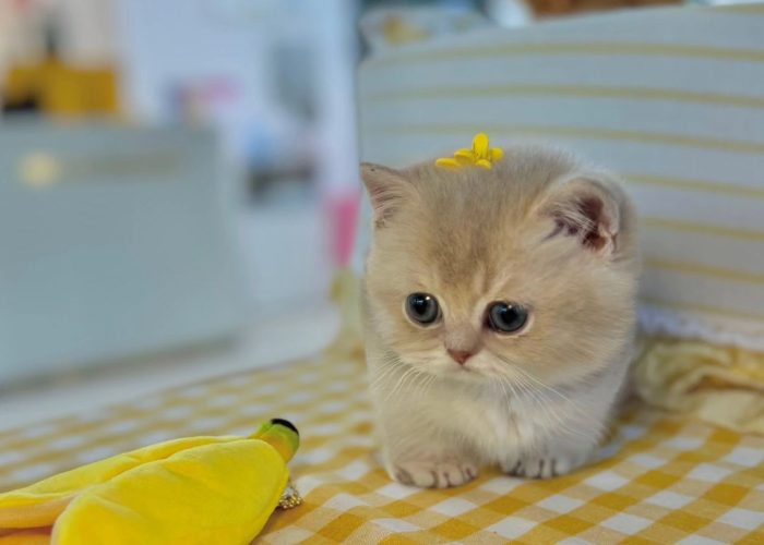 munckin_and_scottish_fold_kity_1722199379_3422378905182482953_64648991471 munckin_and_scottish_fold_kity_1722199379_3422378905182482953_64648991471