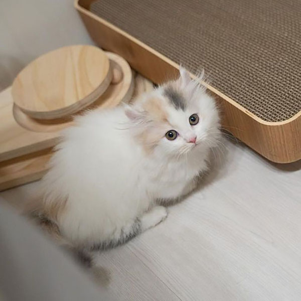 munchkin kitten for sale