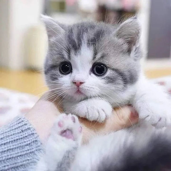 Munchkin kitten for sale Munchkin kitten for sale
