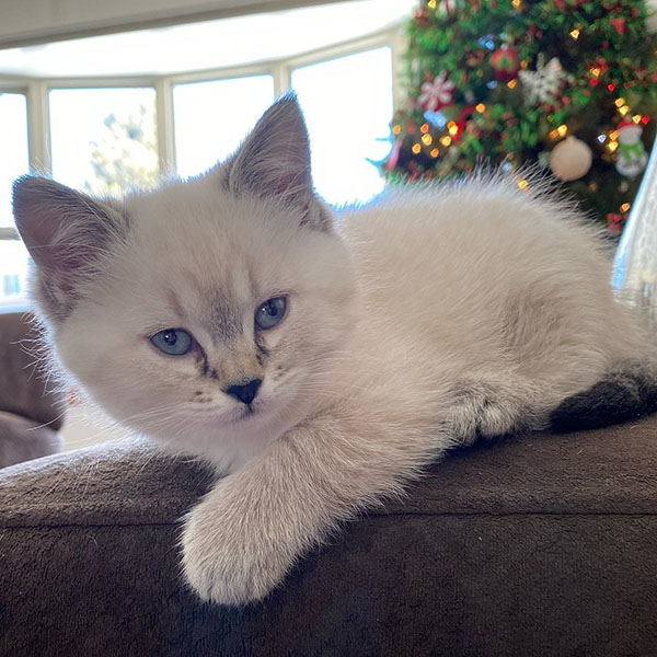 Munchkin kitten for sale