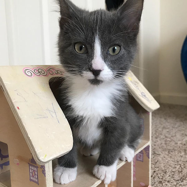 Munchkin kitten for sale