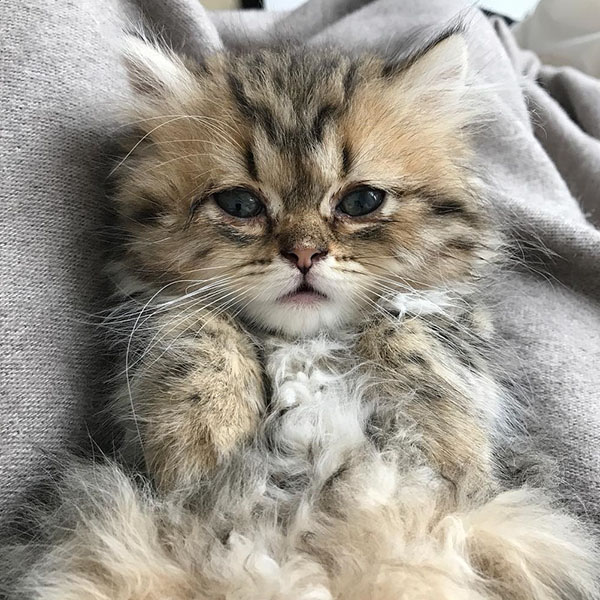 Munchkin kitten for sale