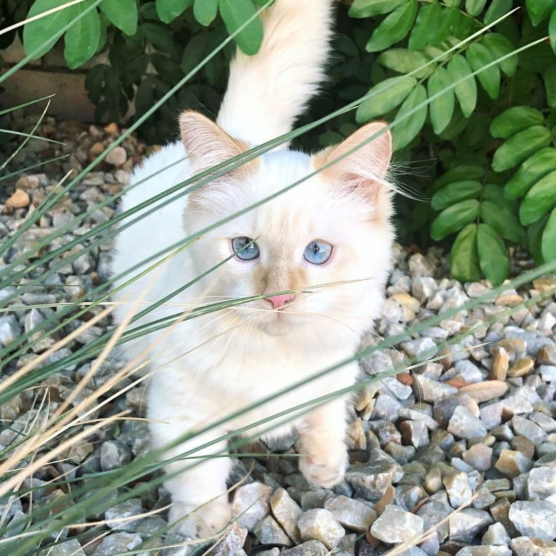 Munchkin kitten for sale