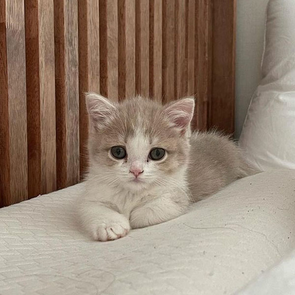 Munchkin kitten for sale