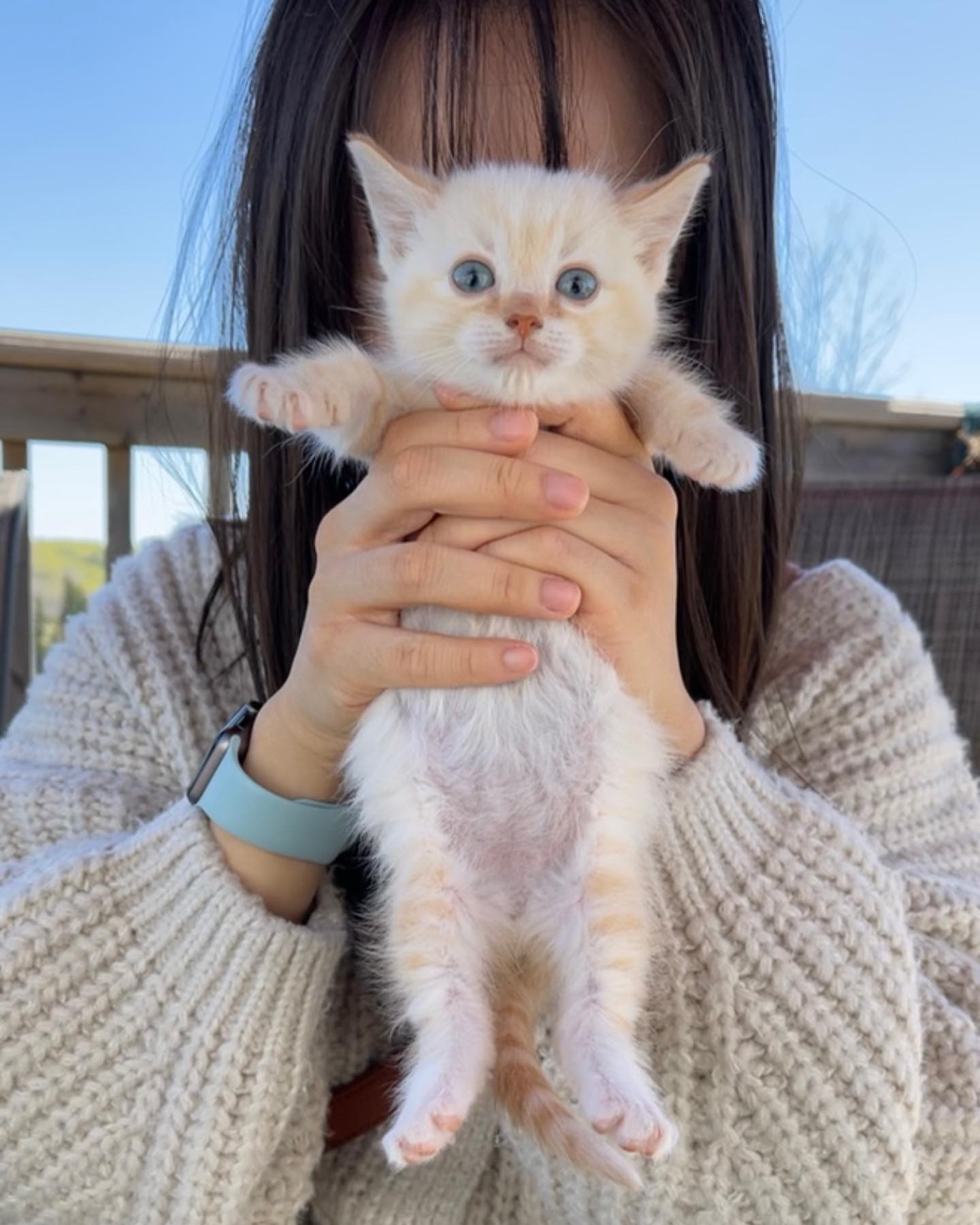 beanthemunchkincat_1665894624_2950060390198420672_54016735237 beanthemunchkincat_1665894624_2950060390198420672_54016735237