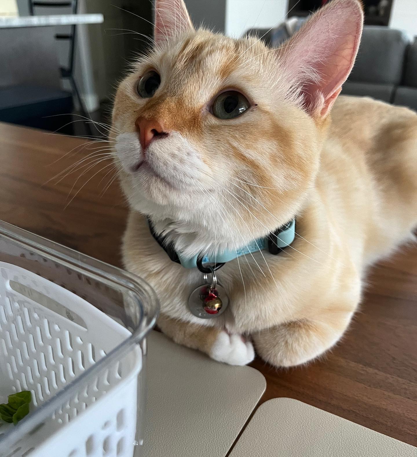 beanthemunchkincat_1692406190_3172455522297460854_54016735237 beanthemunchkincat_1692406190_3172455522297460854_54016735237