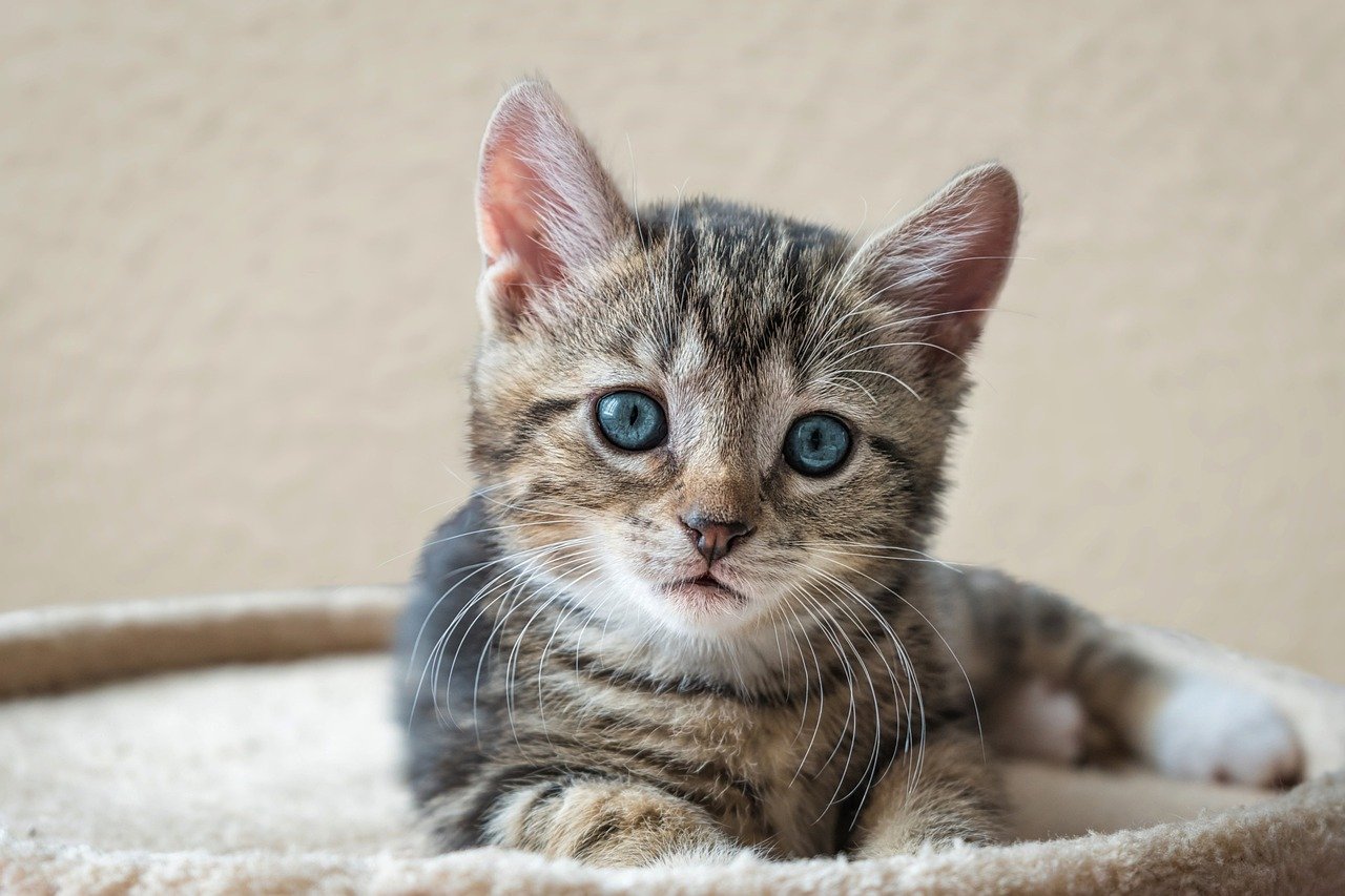 Munchkin kitten for sale Munchkin kitten for sale