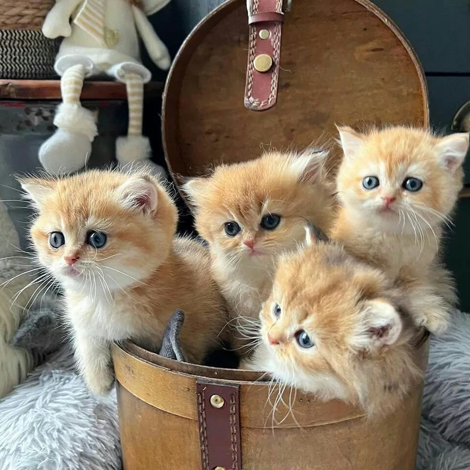 Munchkin kitten for sale Munchkin kitten for sale