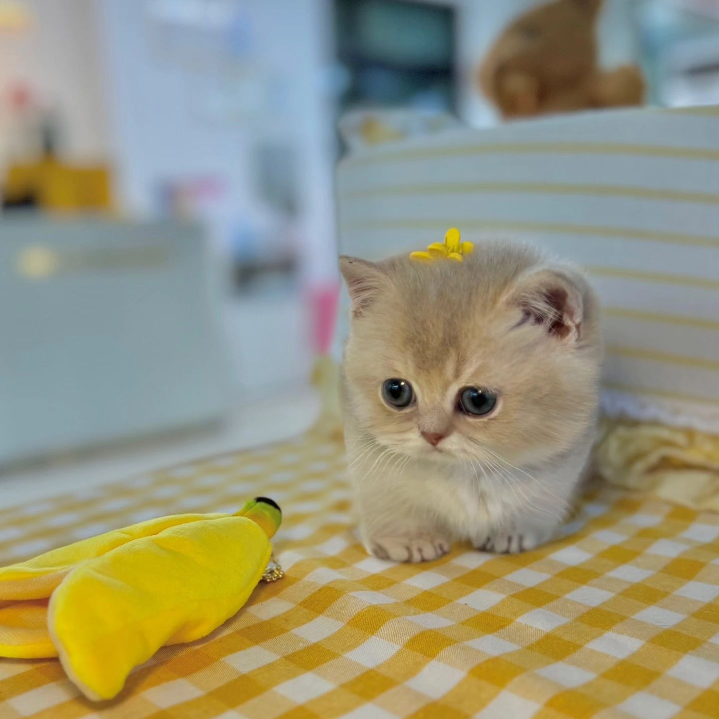 munckin_and_scottish_fold_kity_1722199379_3422378905182482953_64648991471 munckin_and_scottish_fold_kity_1722199379_3422378905182482953_64648991471
